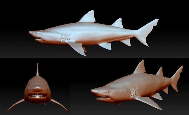 Sand tiger Shark Sculpt