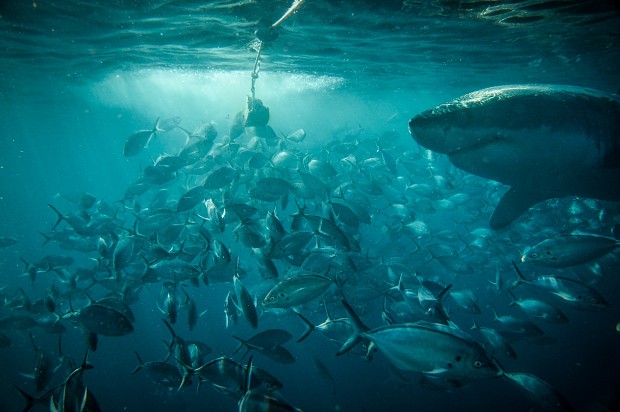 Super Shark Dive 2012