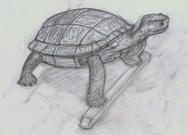 Turtle Freehand-Drawing