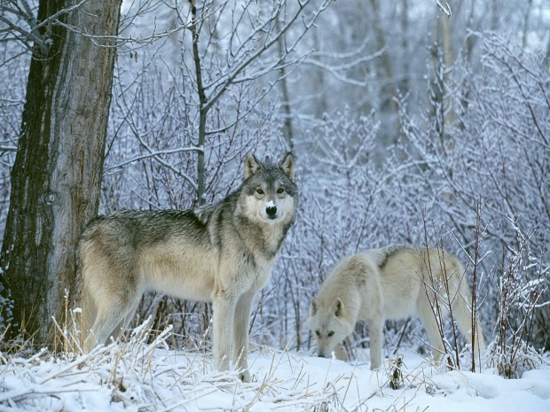 Wolfs