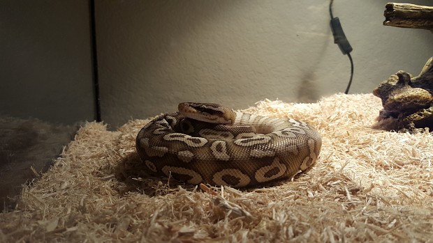 Monty, my new pet Ball Python