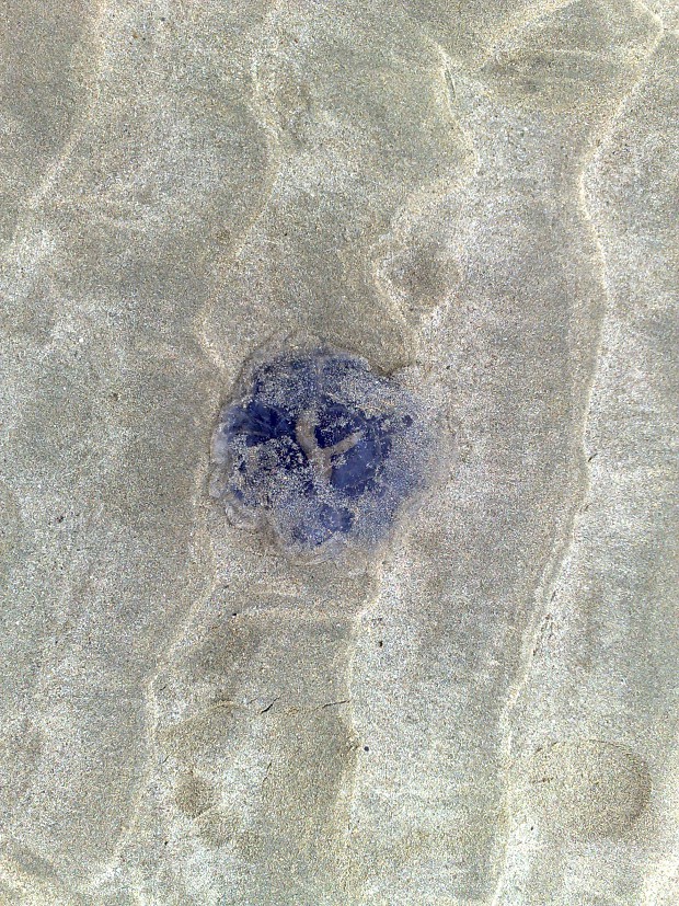 Dead jellyfish