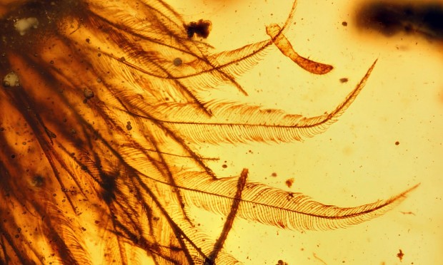 Dinosaur tail trapped in an amber
