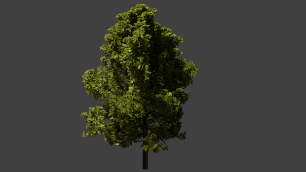 Realistic Looking Tree Render