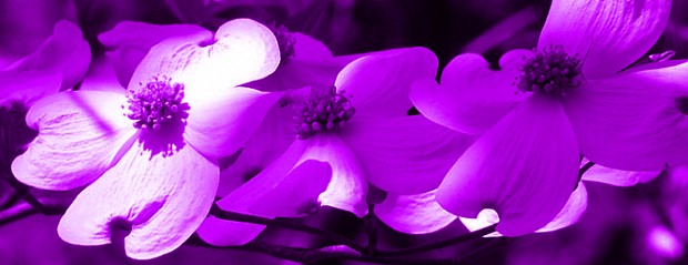 Purple flowers image - Tac_9 - Indie DB