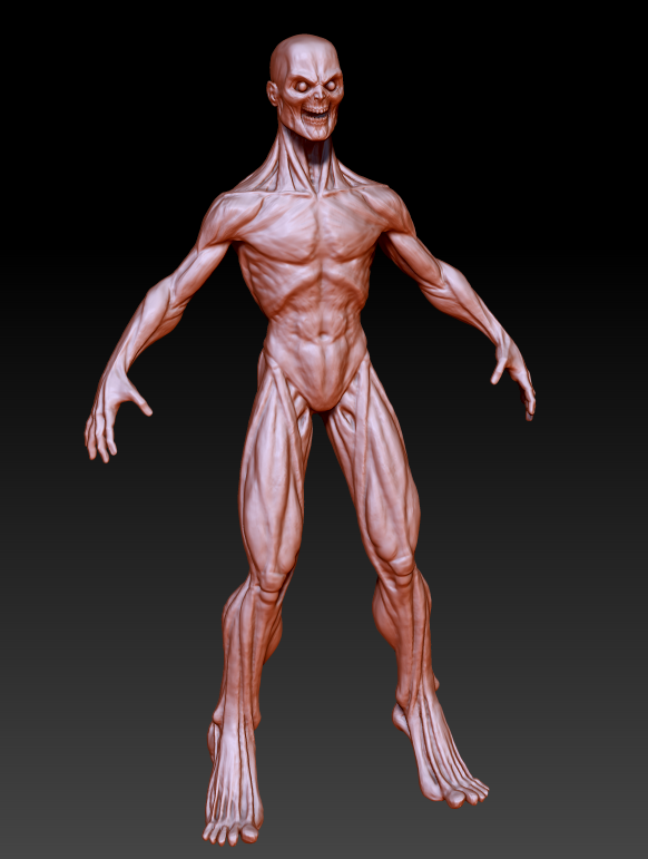 more anatomy stuff