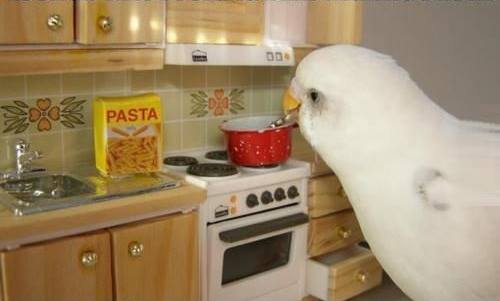 Parrot Making Pasta