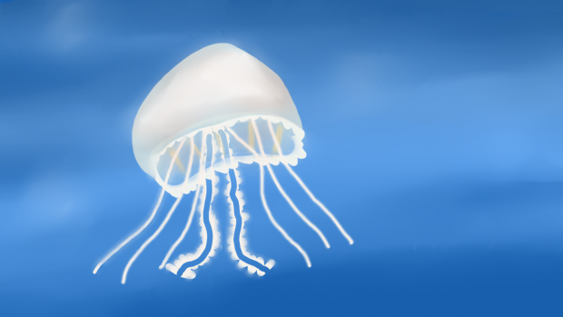 Jellyfish