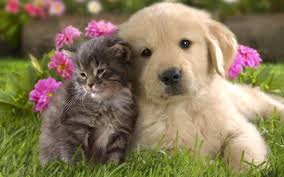 Cute Kitty And Puppy.