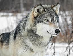 Grey-Wolf Jack