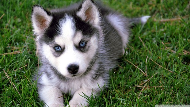 Husky Puppies are Cute