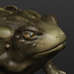 toad sculpt photo