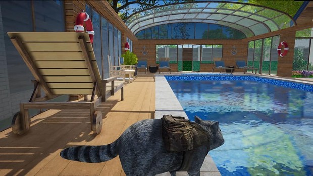 Wanted Raccoon | Swimming pool