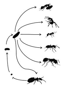 LifeCycle_small.png