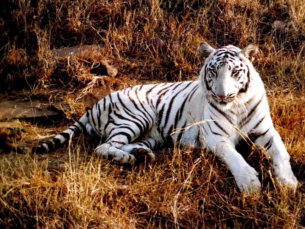 White Tiger image - Cat lovers - Indie DB