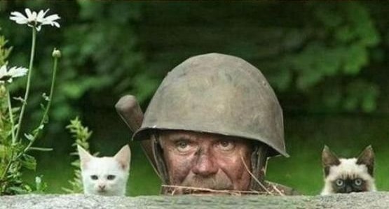Cats as Wartime Soldiers