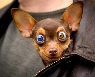 Strange DOG image - BigBangBunny - Indie DB