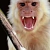 monkeystick