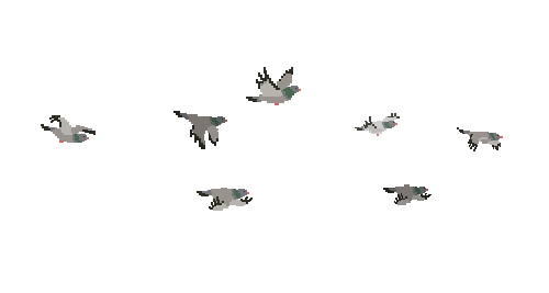 birds 2