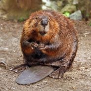 the-beaver-m