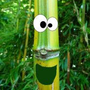 herr-bambus