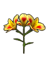 Alstroemeria