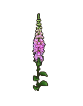 Digitalis purpurea