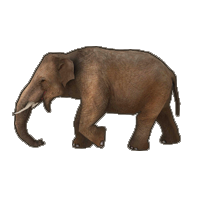 elephant