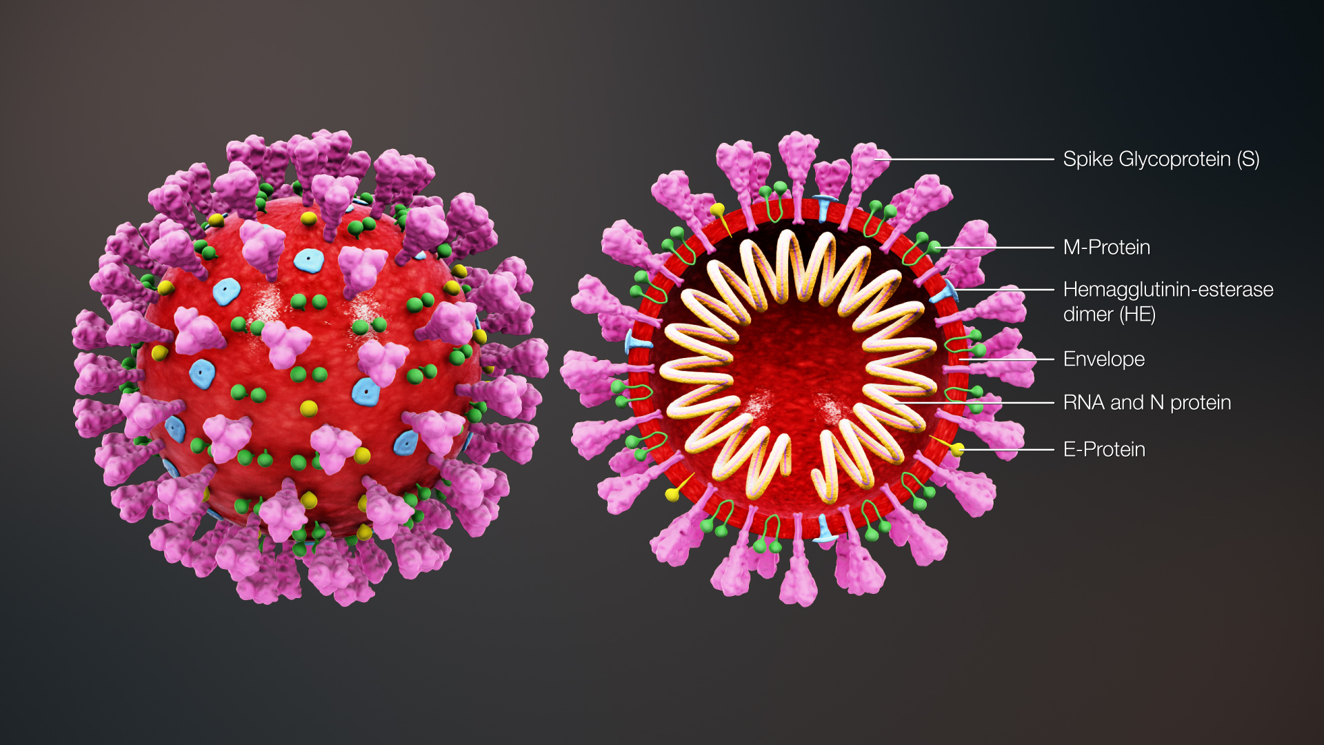3D medical image of coronavirus