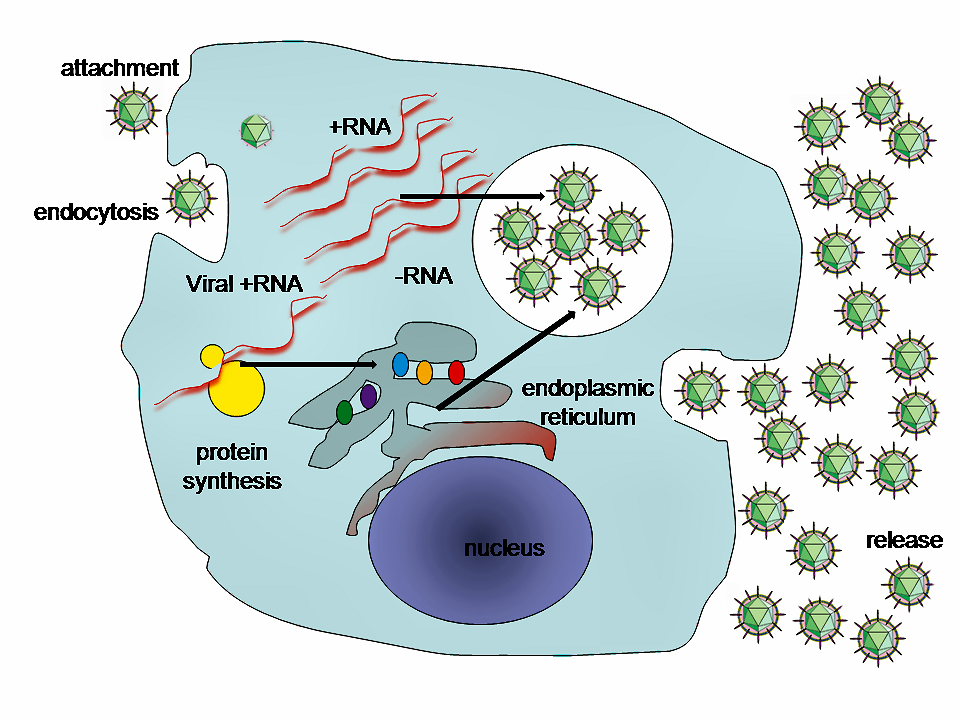Heptatitis C virus replication in a cell