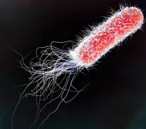 e coli