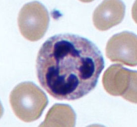 microscope image of a neutrophil in a blood sample