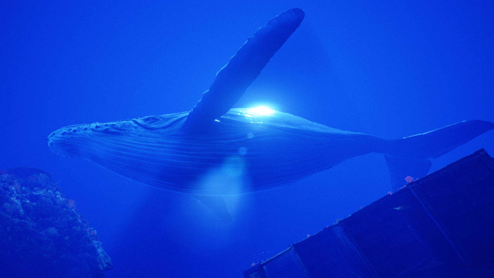 Whale1