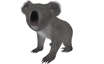 KoalaBear001