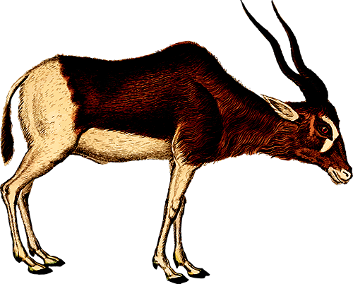 antelope