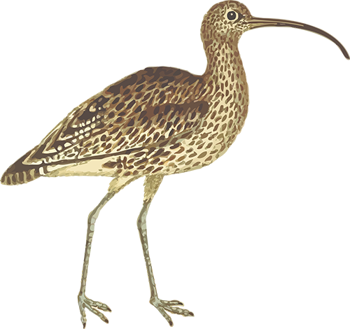 curlew