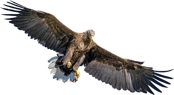 eagle