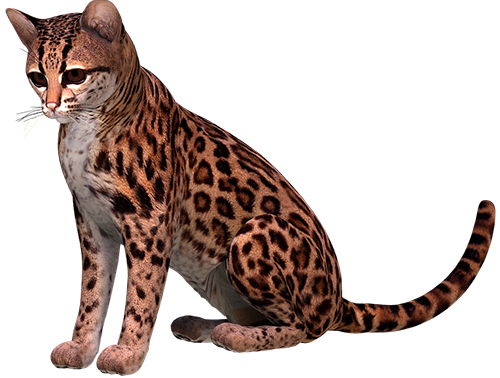 ocelot