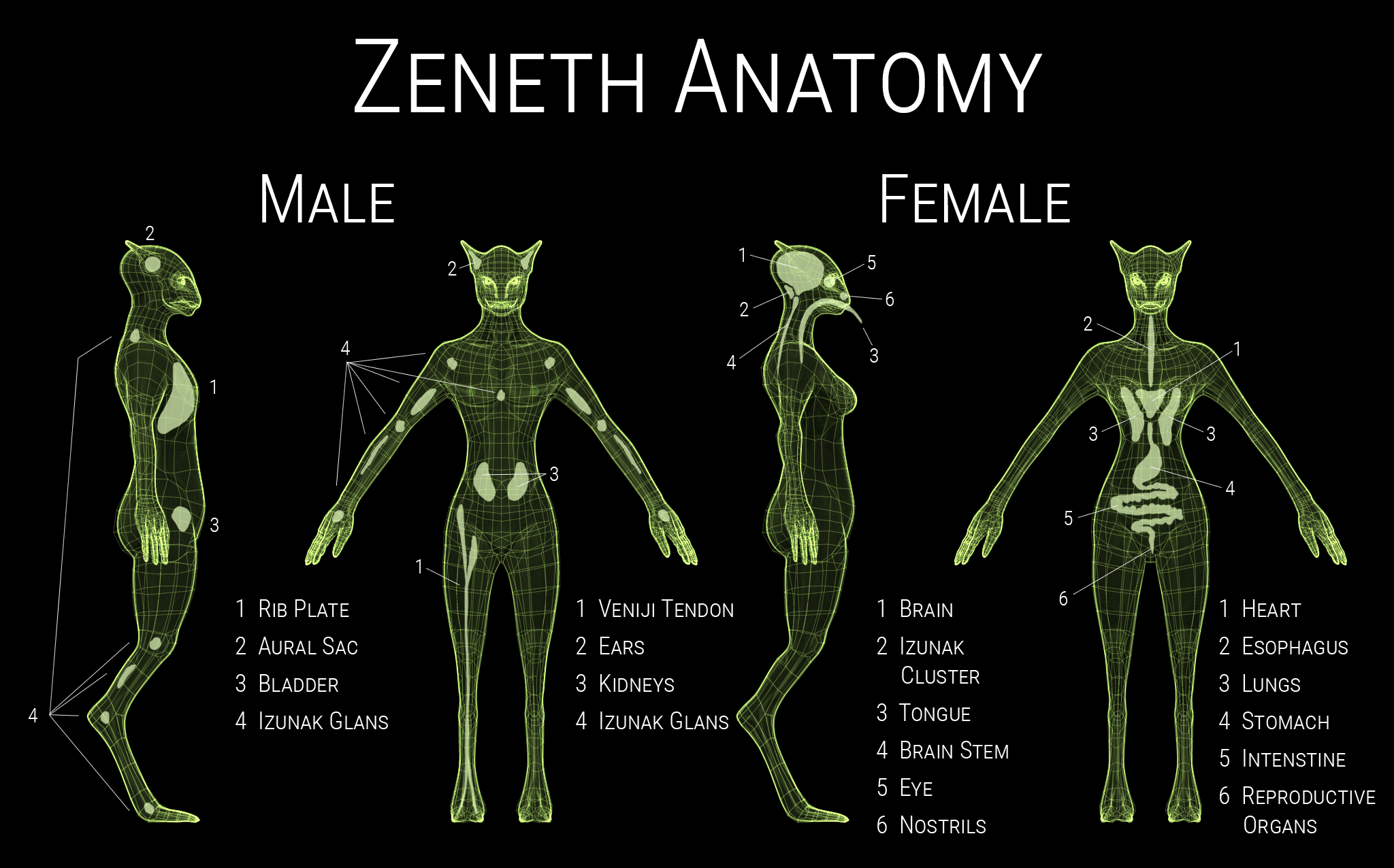 RaceAnatomy Zeneth