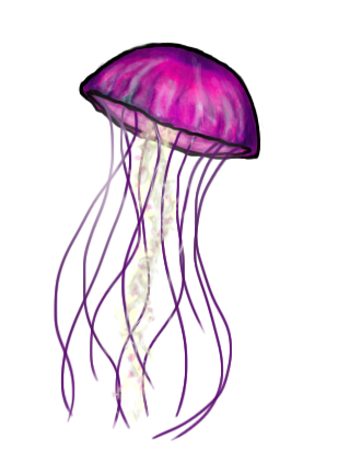 Jellyfish