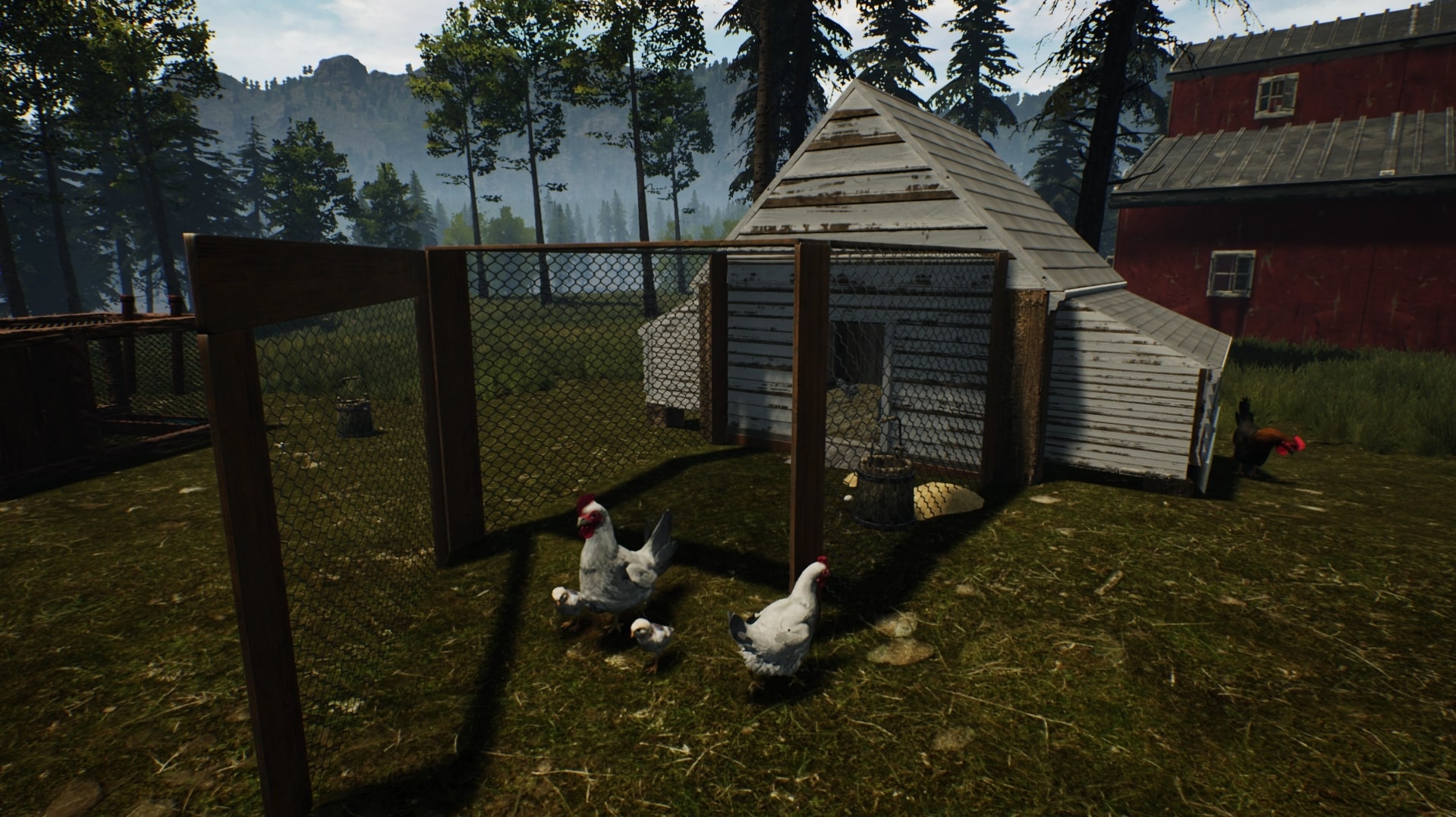 Animals Chickens