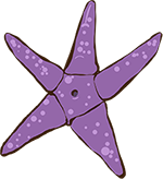 9 Starfish