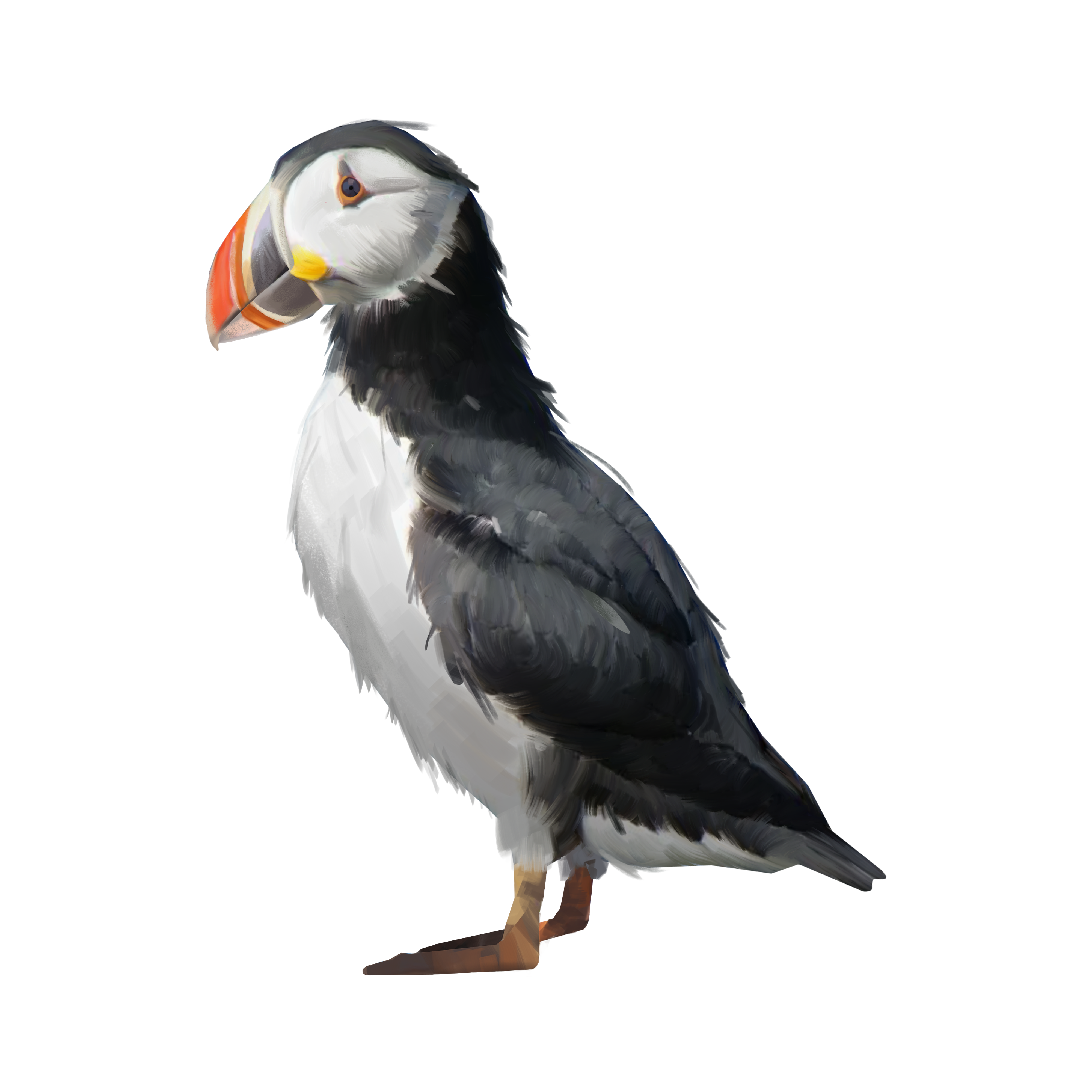 Puffin