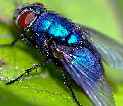 blue bottle fly ancient egyptian