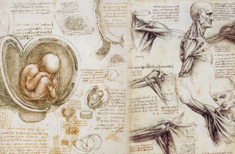 Leonardo da Vinci Anatomy Refere