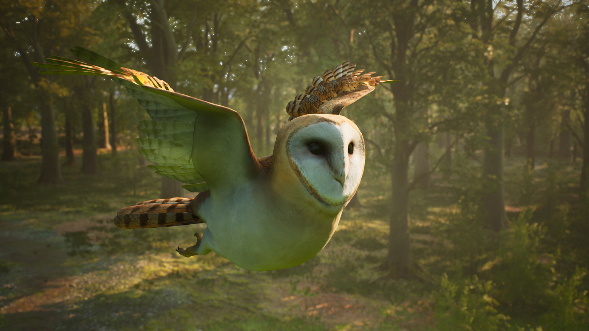 barn owl screenshot