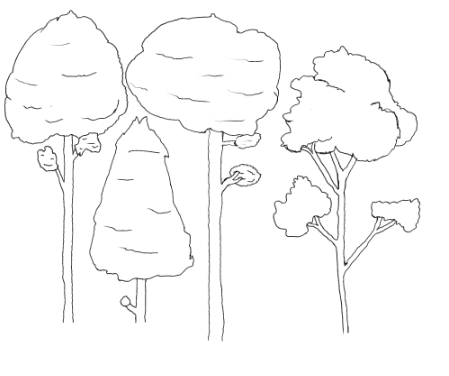 Tree Studies