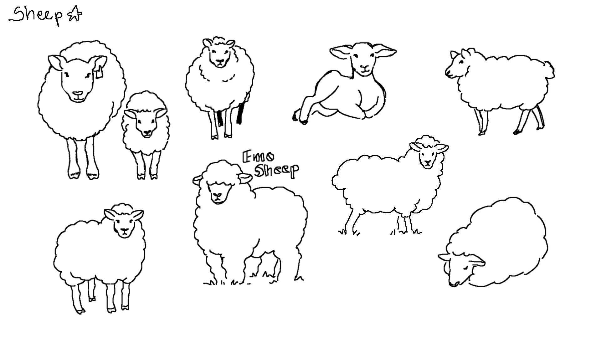 sheep1