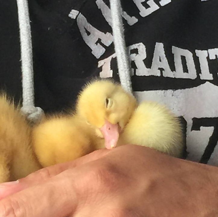 Newly Born Duck