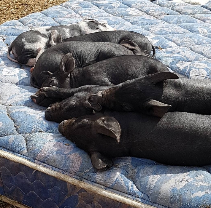 Pigs Sleeping